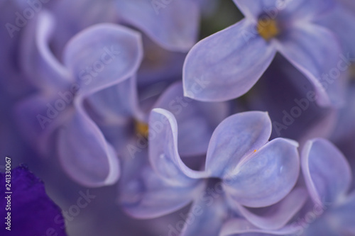 flower purple lilac, closeup, beautiful background