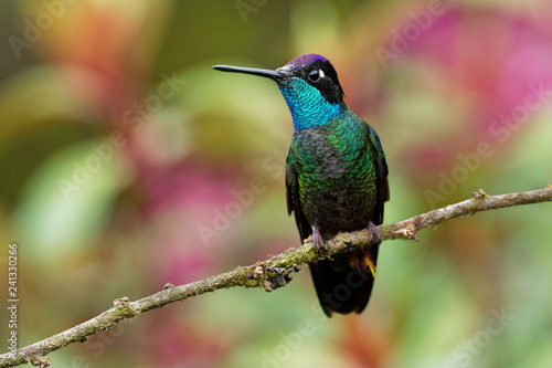 Male Talamanca Hummingbird - Eugenes spectabilis is large hummingbird living in Costa Rica and Panama