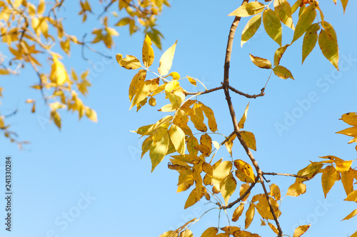 Yellow Fall Leaves on Tree Branch