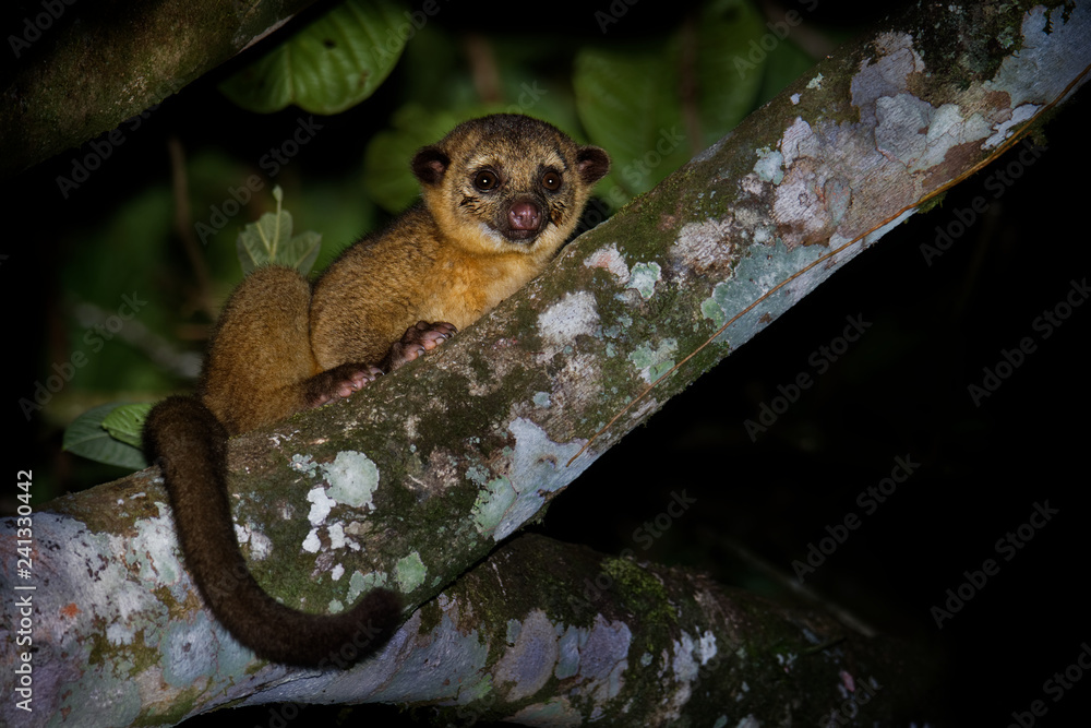 Kinkajou - Potos flavus, rainforest mammal of the family Procyonidae