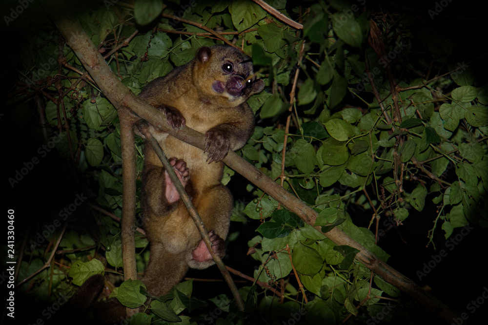 Kinkajou - Potos flavus, rainforest mammal of the family Procyonidae