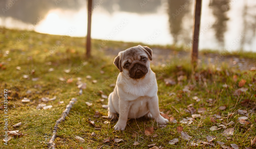 Młody pies, szczeniak rasy mops, z pełnym brzuszkiem siedzi na zielonej trawie w parku, o zachodzie słońca w ciepły dzień i patrzy uroczo, z miłością w obiektyw i przekręca głowę z wytrzeszczem oczu - obrazy, fototapety, plakaty 