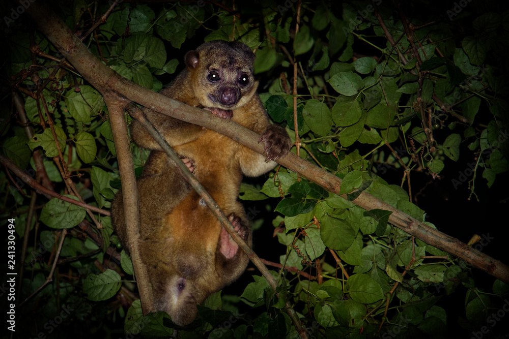 Kinkajou - Potos flavus, rainforest mammal of the family Procyonidae