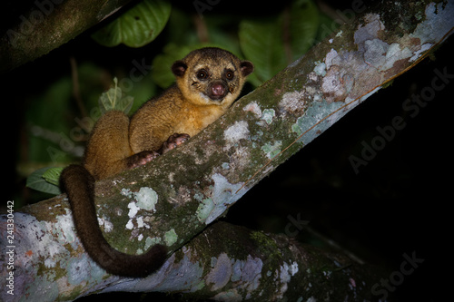 Kinkajou - Potos flavus, rainforest mammal of the family Procyonidae related to olingos, coatis, raccoons, and the ringtail and cacomistle. also known as the honey bear photo