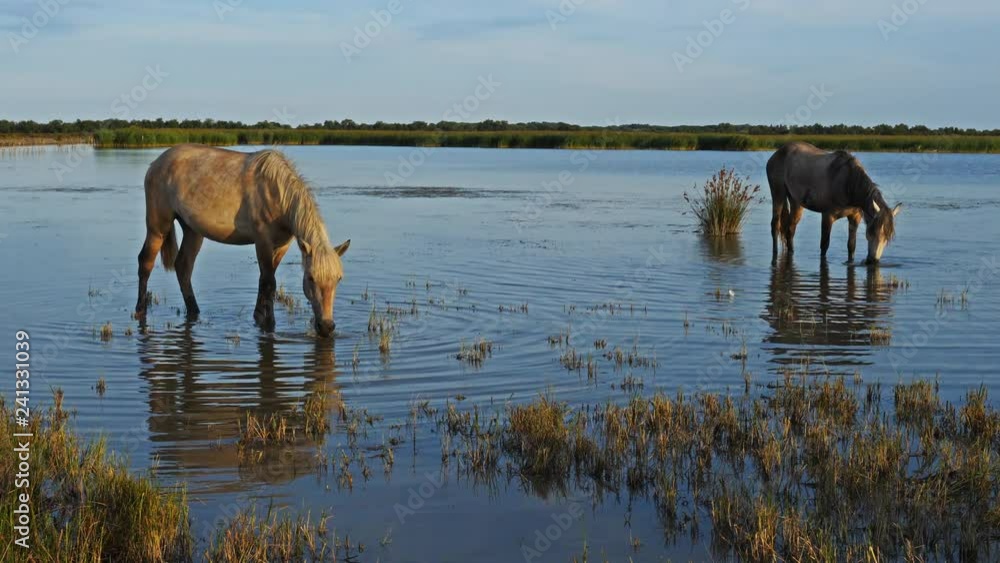 White camargue horses, Camargue, France White camargue horses, Camargue, France