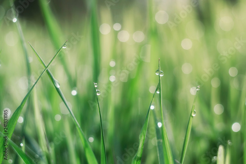 Green grass is covered with drops of morning dew. Light forms a beautiful bokeh