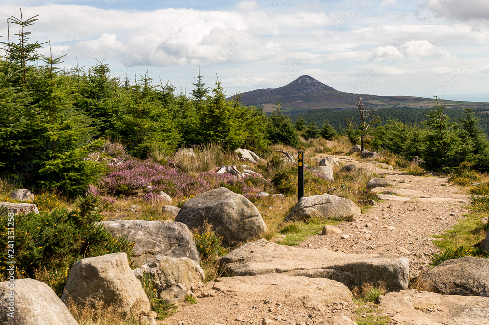 Marked hiking trail leading towards a mountain peak in a beautiful landscape with fir trees, gorse, purple heather and large boulders. Scenery in Wicklow Mountains, Ireland.