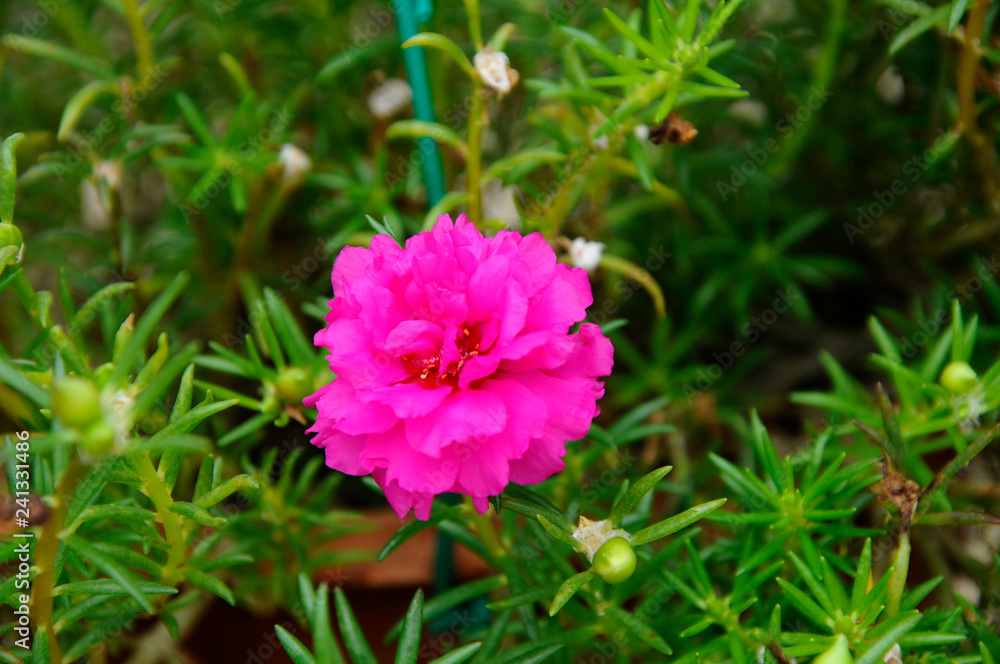 Portulaca Grandiflora Or Japanese Rose Also Known As Moss Ross And Moss Rose Purslane Stock Photo Adobe Stock