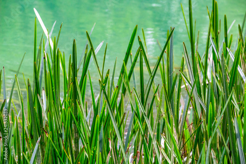 April riverbank blades of grass on a Zlatna Panega karst River water surface background at Iskar-Panega Eco-path Geopark, the first geopark in Bulgaria, close picture © Stanislava
