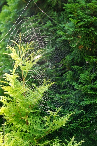cobweb stretched on green grass