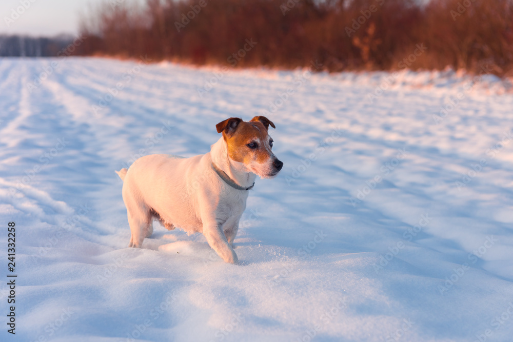 White jack russel terrier puppy on snowy field. Adult dog with serious gaze