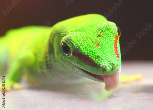 Phelsuma madagascariensis is a species of day Gecko that lives in Madagascar and Reunion. Close up with shallow depth of focus. photo