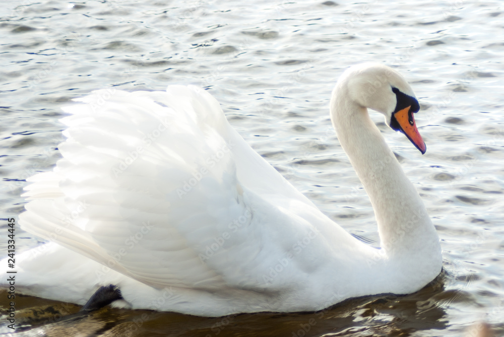 Mute swan swimming on the lake, full side view. Mute swan swimming on the lake, full side view.