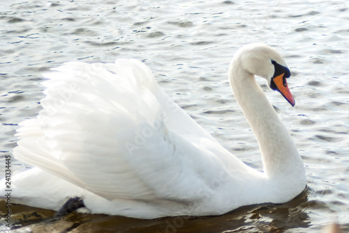 Mute swan swimming on the lake, full side view.