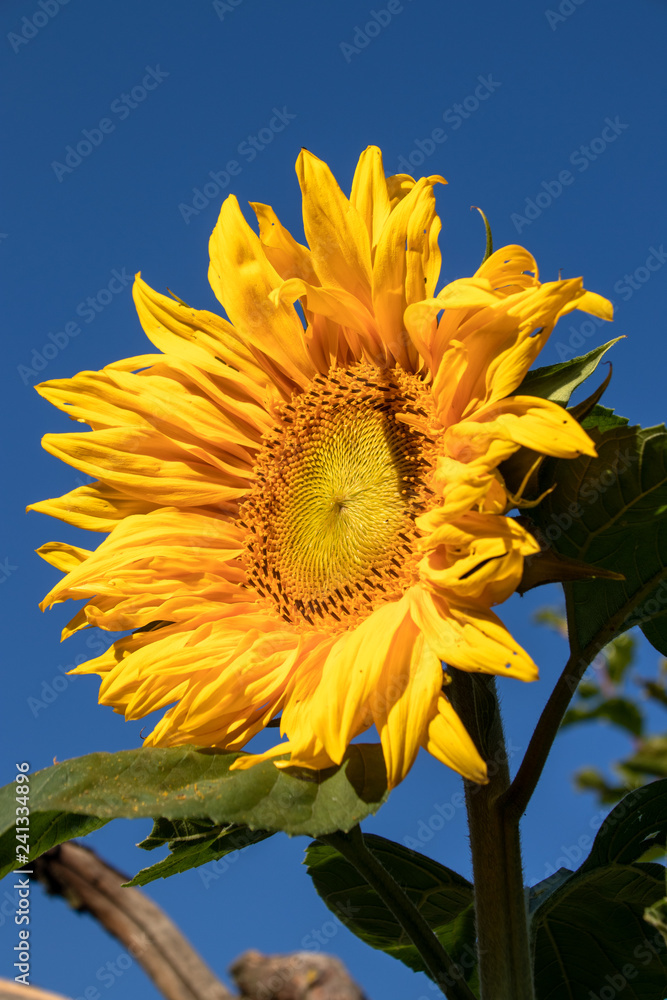 Naklejka premium Sonnenblume