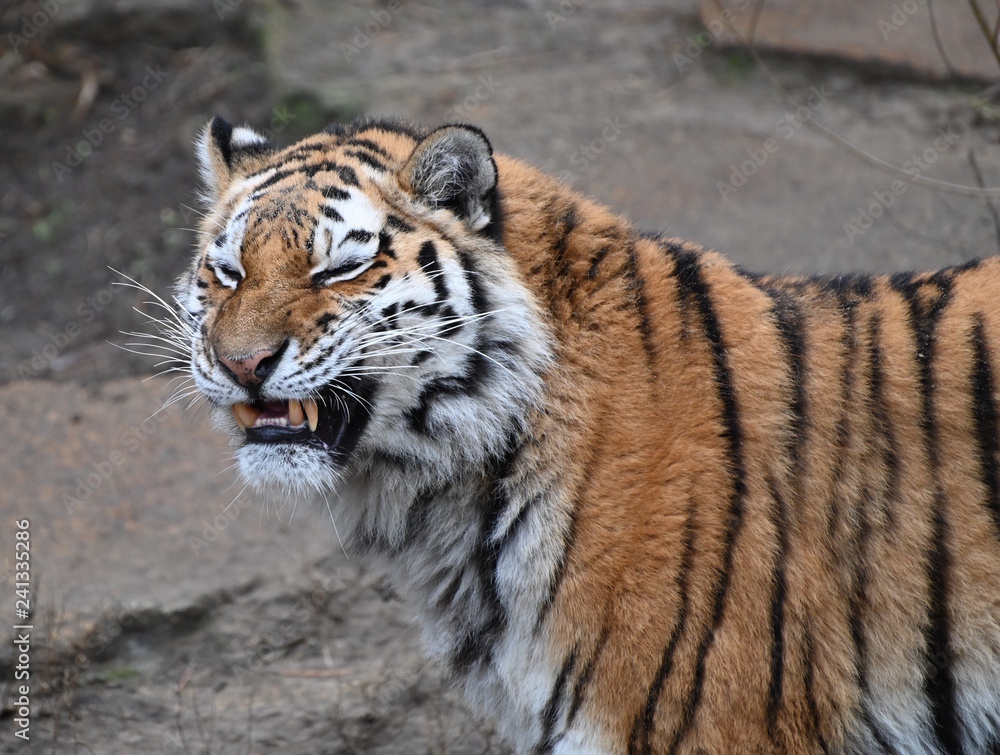 Fototapeta premium portrait of a tiger