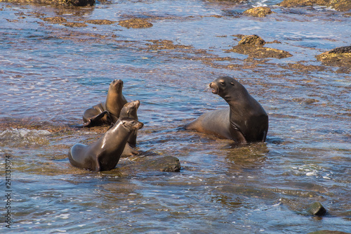 Group of Four California Sea Lions at the Edge of the Pacific Ocean