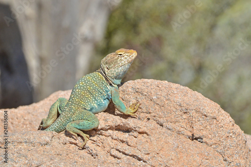 Male Collared Lizard resting on a Rock