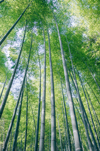 Bamboo Forest in Kyoto, Japan