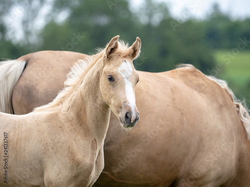 Palomino Fohlen neben der Mutter