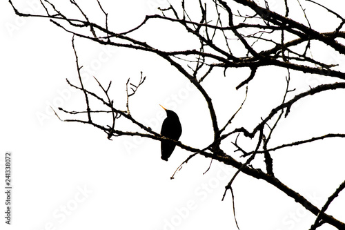 The sihouette of a crow perched on a bare tree branch in side profile against a white sky
