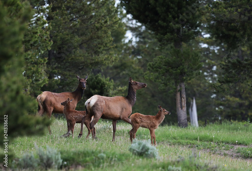 Fototapeta Naklejka Na Ścianę i Meble -  Elk with calves, Harriman State Park, Idaho
