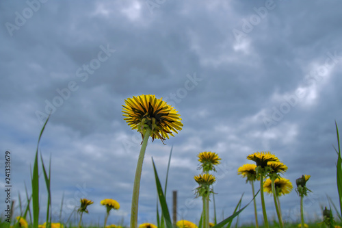 Vie from the ground up of sunflowers against a summer dramatic stormy sky
