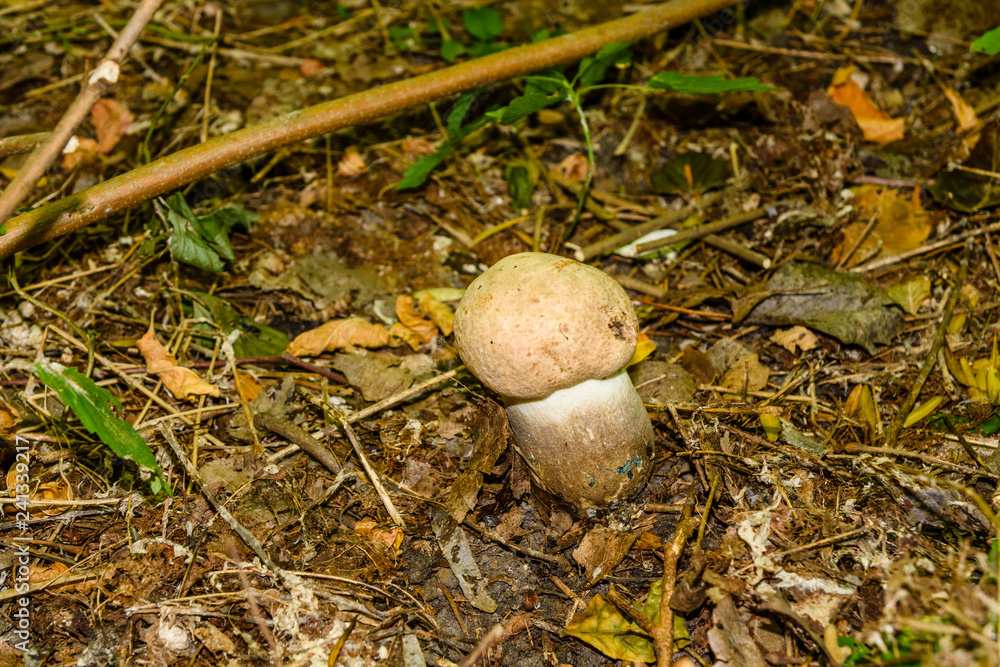 White mushroom in the forest on autumn