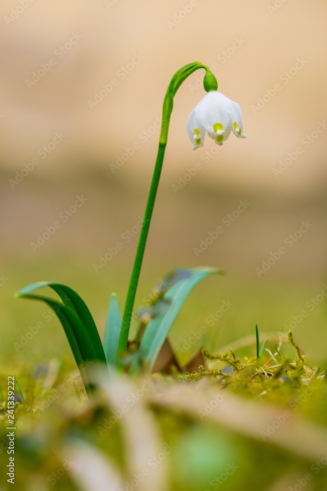 Close up image of fresh white and yellow spring snowflake flower, Leucojum vernum, growing in moss in a garden, blurry brown background, vertical image Close up image of fresh white and yellow spring snowflake flower, Leucojum vernum, growing in moss in a garden, blurry brown background, vertical image