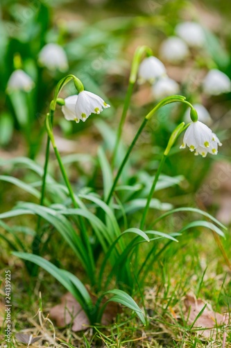 Clump of fresh white and yellow spring snowflake flowers growing in green grass in a garden, close up, vertical image