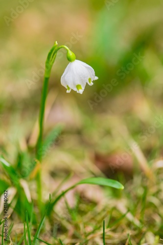 Close up image of fresh white and yellow spring snowflake flower, Leucojum vernum, growing in a garden, blurry green and brown background, vertical image © Lioneska