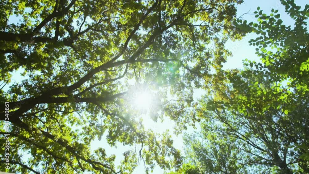White pigeon flying through the sunny forest. Slow motion shot. White pigeon flying through the sunny forest. Slow motion shot.