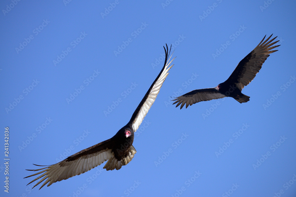 Fototapeta premium Turkey Vultures