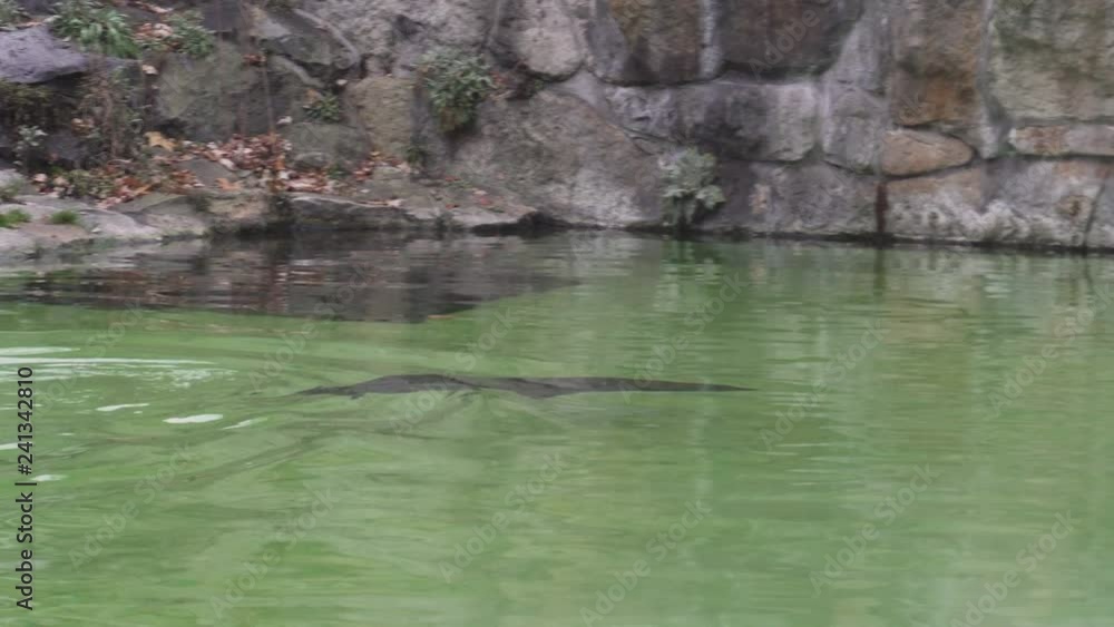 Cute fur seal swims in the pond in a zoological garden. 4k. Cute fur seal swims in the pond in a zoological garden. 4k.