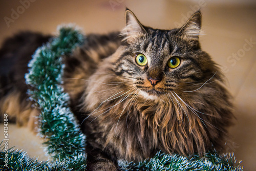 Fototapeta Naklejka Na Ścianę i Meble -  Funny Norwegian cat with garlands under Christmas tree on New Year. Cat plays with Christmas tree toys