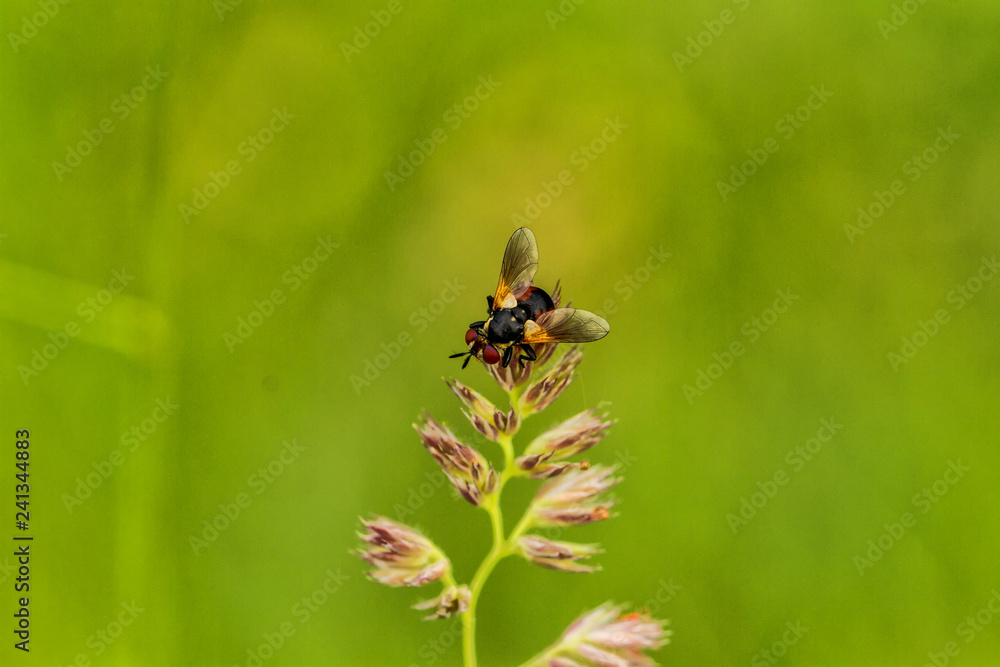 Fliegen Flys Fliegen Flys