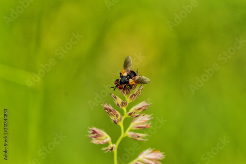 Fliegen Flys © Martin