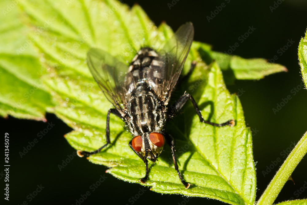 Fototapeta premium Fliegen Flys