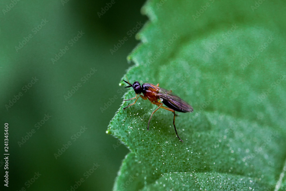 Naklejka premium Fliegen Flys