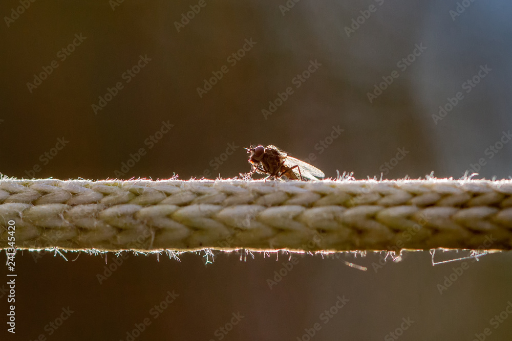 Naklejka premium Fliegen Flys