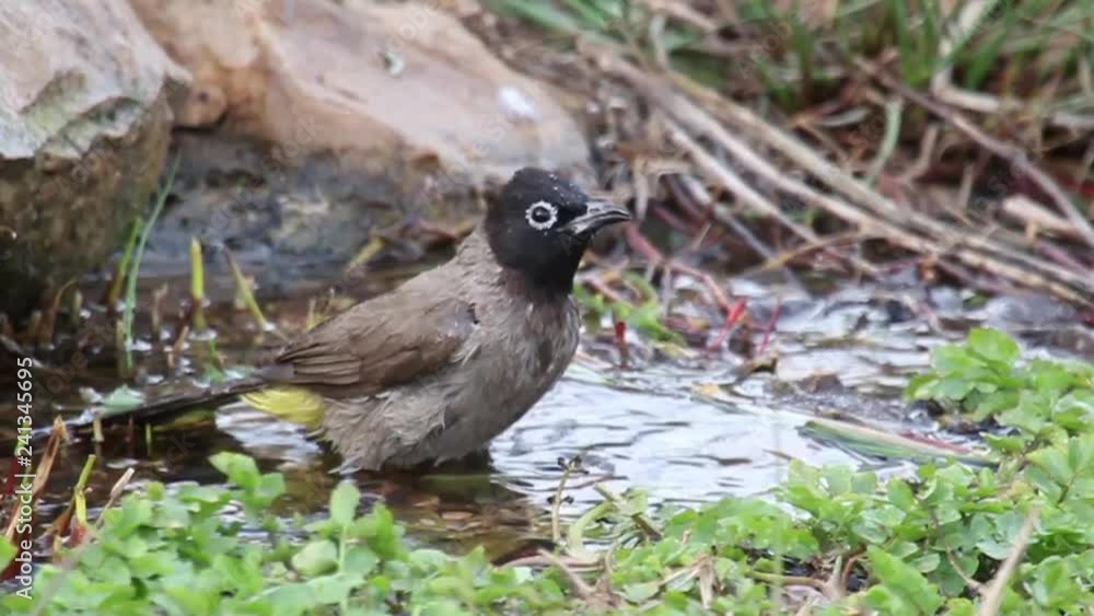 Yellow wattled bulbul bathing in the water Yellow wattled bulbul bathing in the water