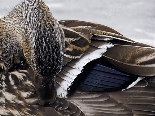 Mallard Duck Grooming - Colourful Feathers 