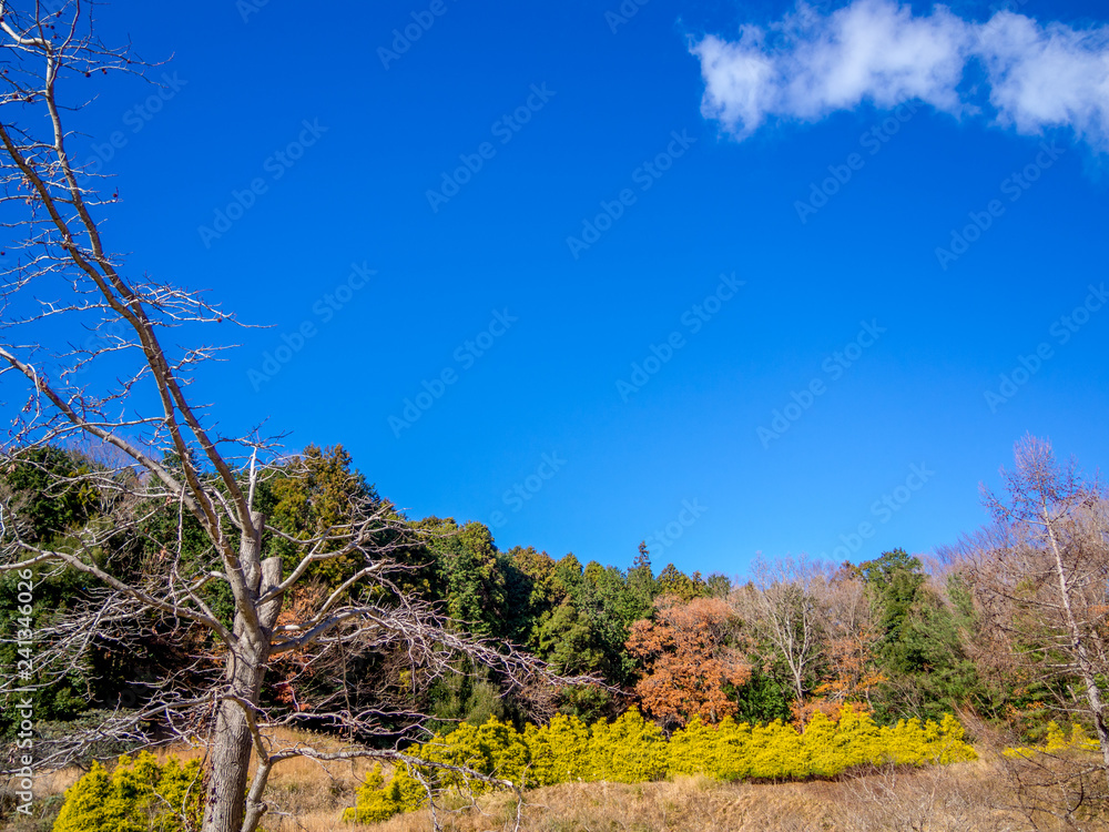 【静岡県伊豆市】初冬の公園風景【修善寺虹の郷】