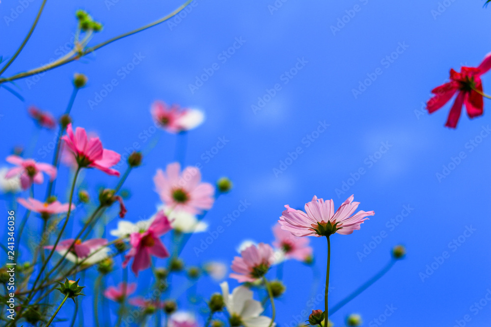 Cosmos flower and blue sky with selective focus Cosmos flower and blue sky with selective focus