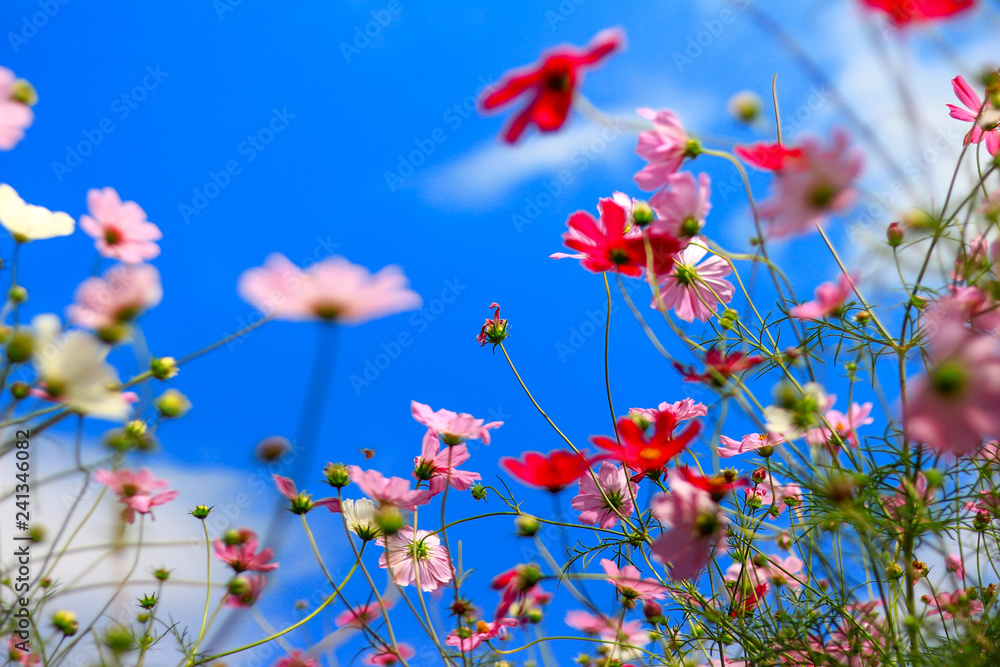 Cosmos flower and blue sky with selective focus