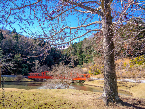 【静岡県伊豆市】公園のモミジバフウ（アメリカフウ）【初冬・修善寺虹の郷】