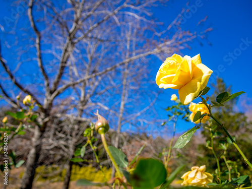 【静岡県伊豆市】公園に咲く黄色いバラ【修善寺虹の郷】