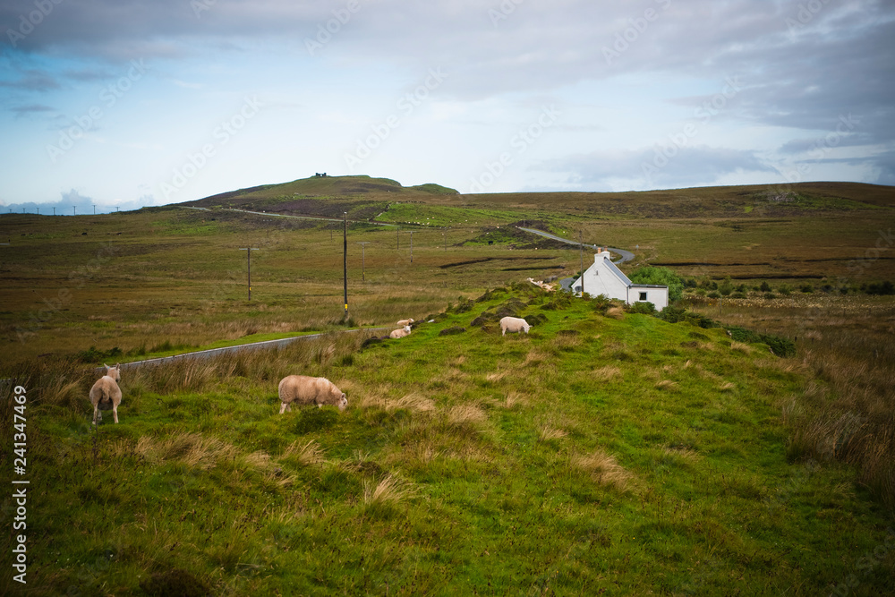 Sheep grazing on a Scottish farm in spring.