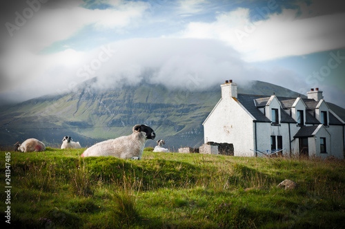 Sheep grazing on a Scottish farm in spring. photo