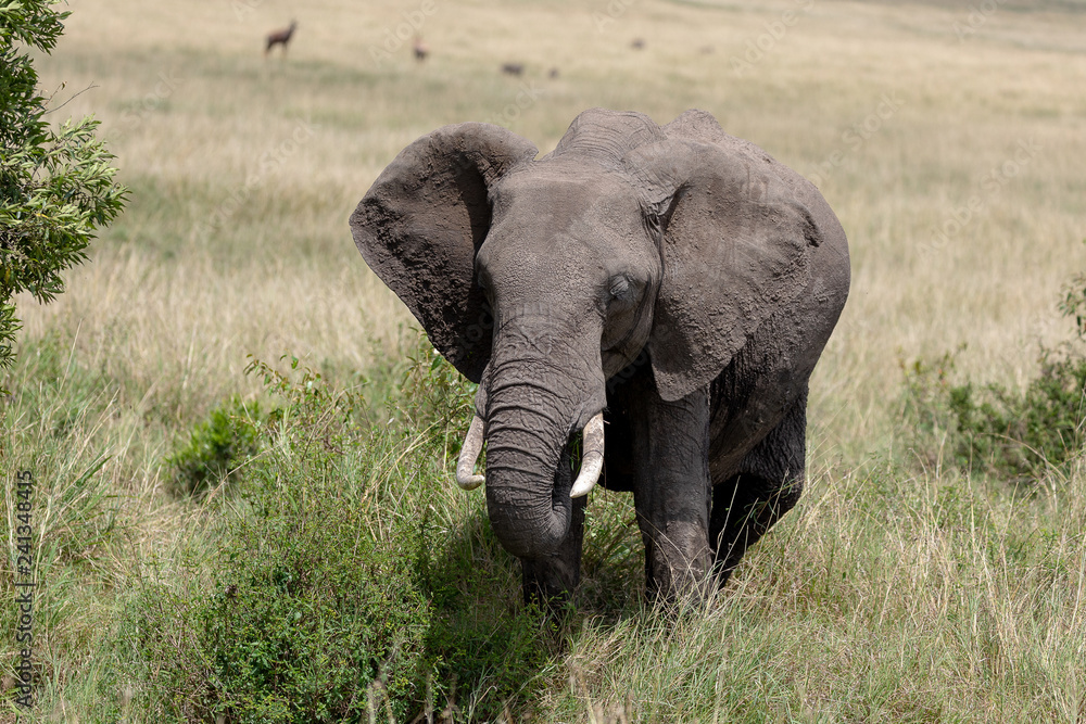 African elephant on the Masai Mara, Kenya, Africa